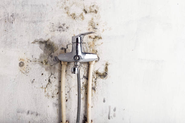 Best Commercial Mold Removal  in Saegertown, PA