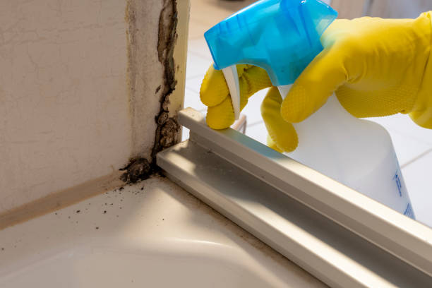 Best Professional Mold Removal  in Saegertown, PA
