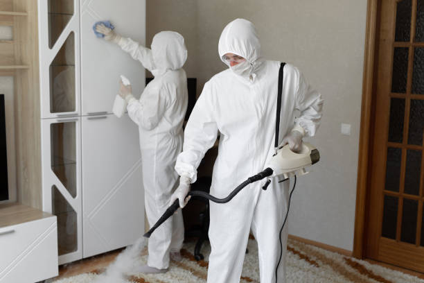 Professional Mold Removal in Saegertown, PA