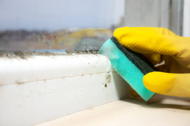 Attic Mold Removal in Saegertown, PA