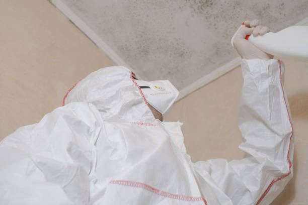 Best Local Mold Removal Service  in Saegertown, PA