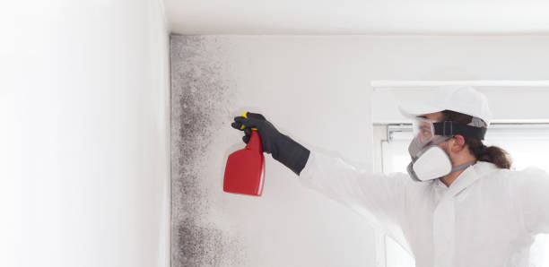 Best Best Mold Removal Companies  in Saegertown, PA