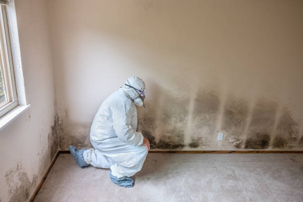 Best Office Mold Removal Services  in Saegertown, PA