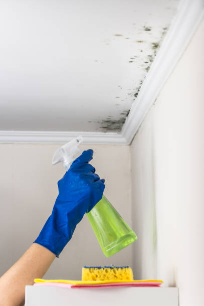 Best Mold Cleaning Services  in Saegertown, PA