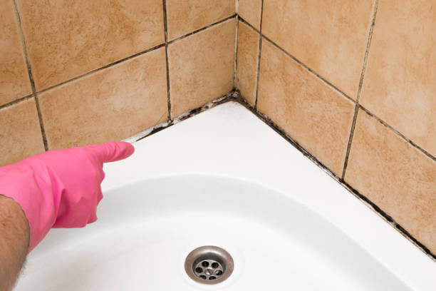 Best Same-Day Mold Removal  in Saegertown, PA
